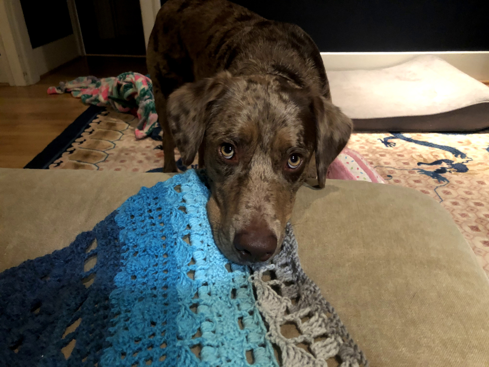 dog on solstand shawl